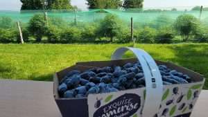 camerises cueillies à la ferme Au Blanc Marronnier à Racine