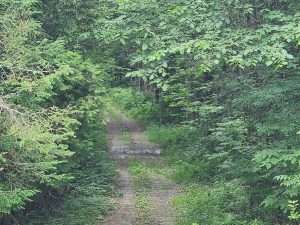 chemin forestier Canton Melbourne
