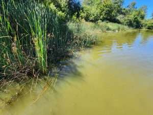 Eau du Petit lac Saint-François - septembre 2026