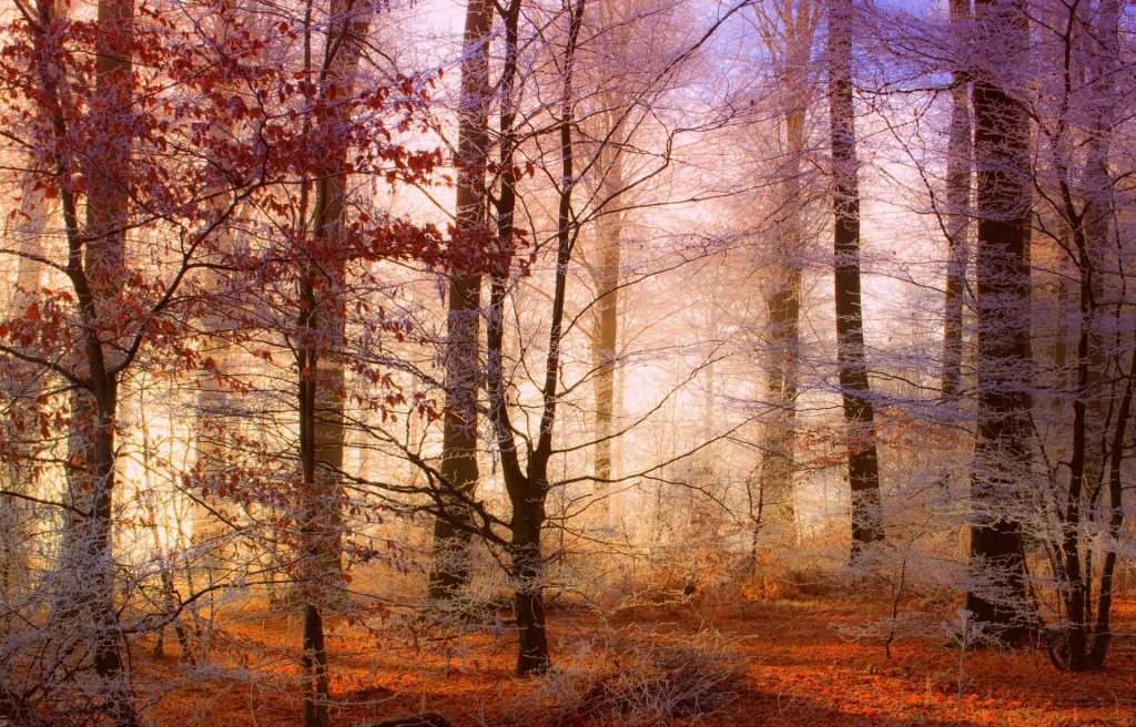 Photo d'une forêt