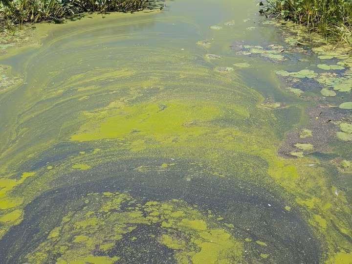 Lac avec des algues