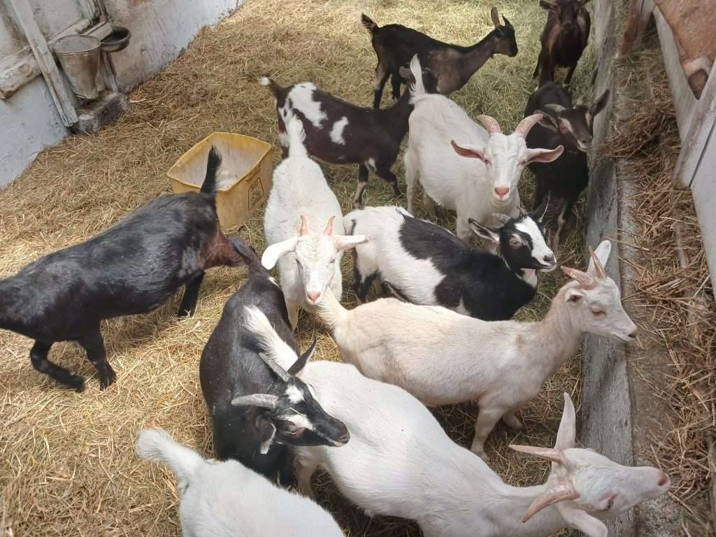 Photo de chèvres