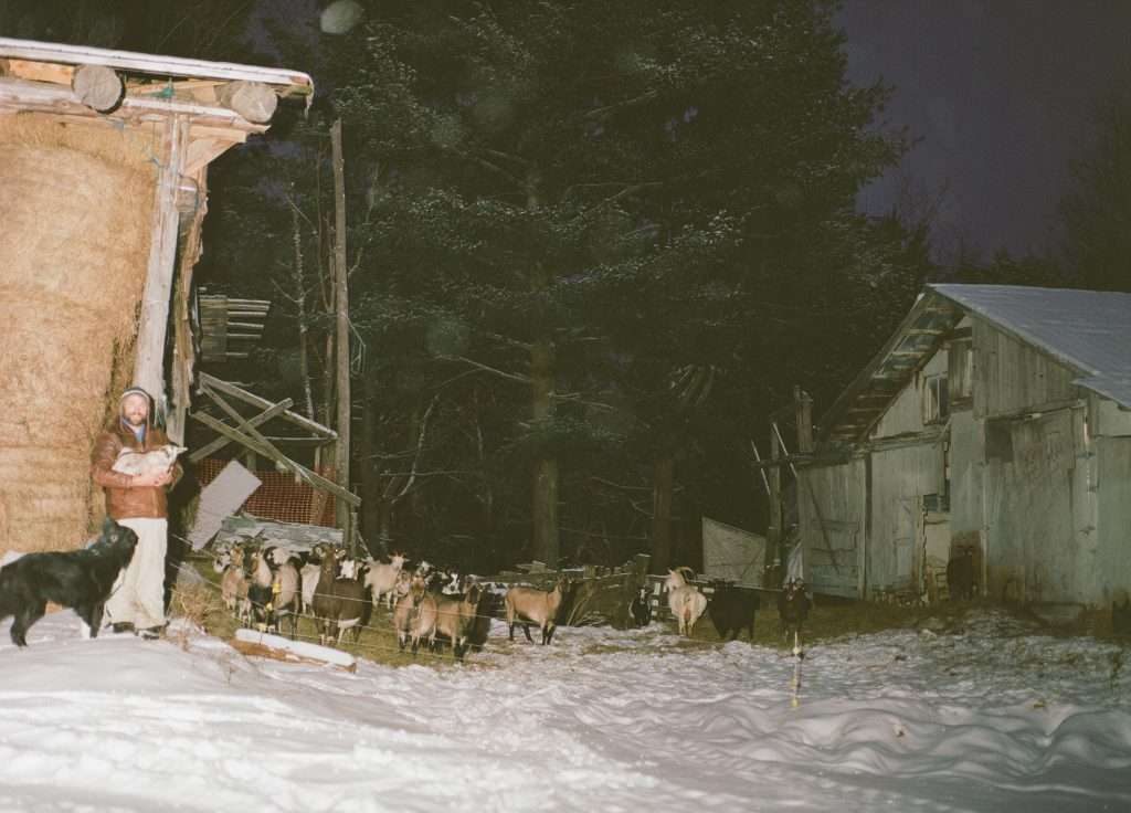 Photo de chèvres à l'extérieur