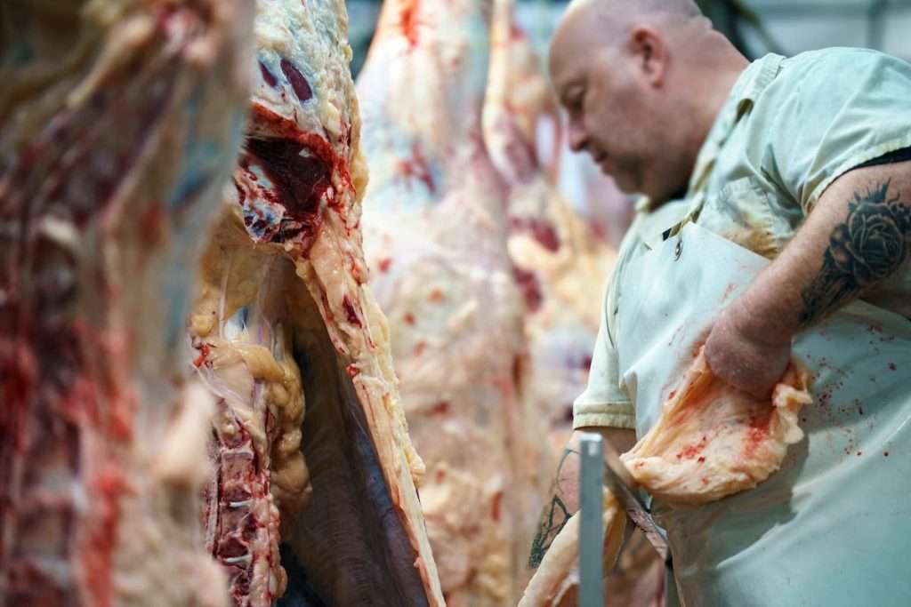 Photo de carcasses