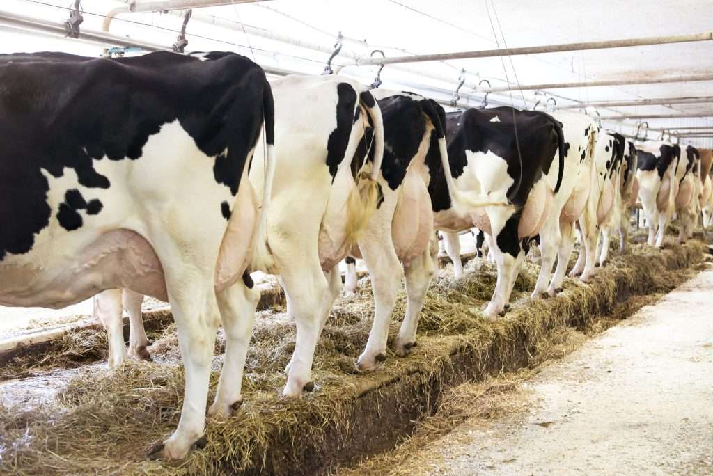 Vaches à l'étable
