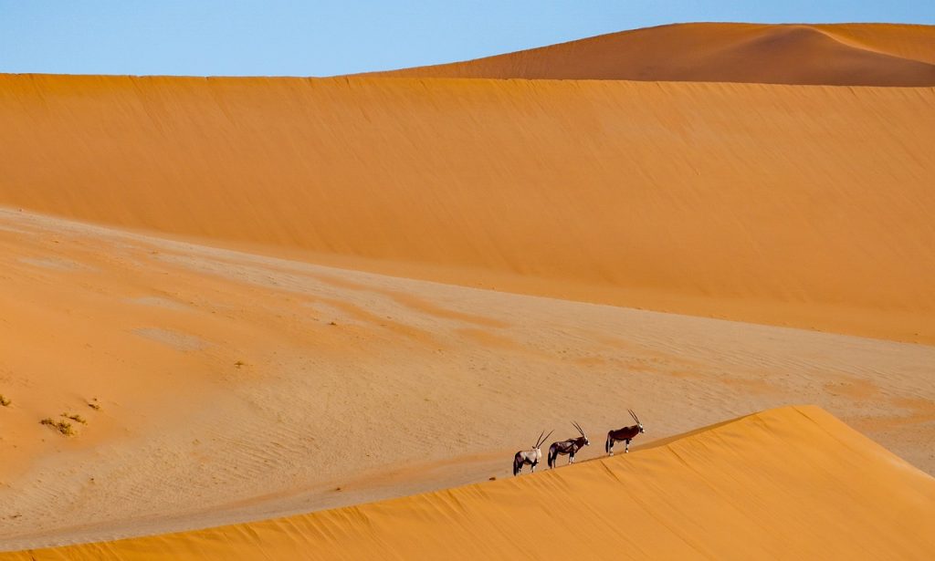 nomade