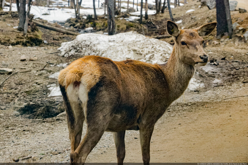 cerf