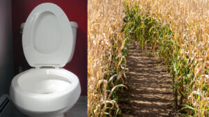 Ce photomontage montre un bol de toilette aux côtés d'un champ agricole.