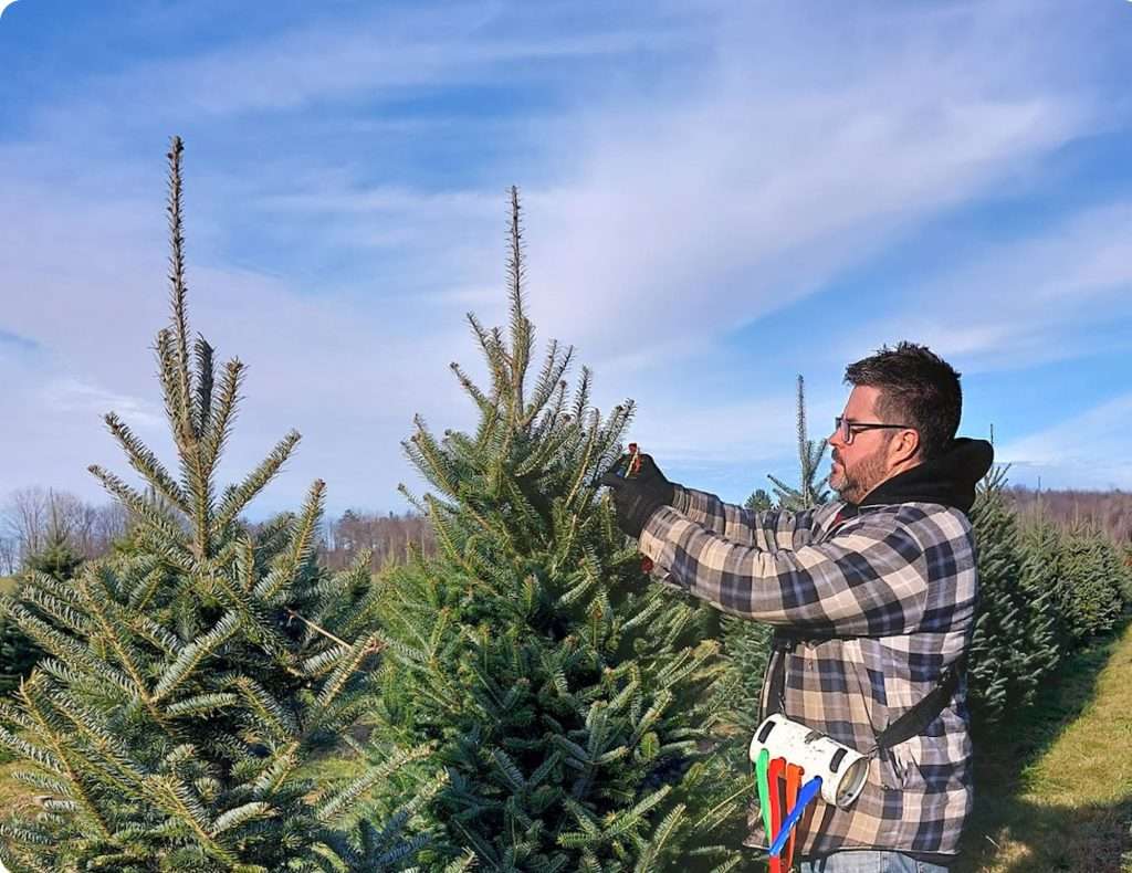 Plantation de sapin
