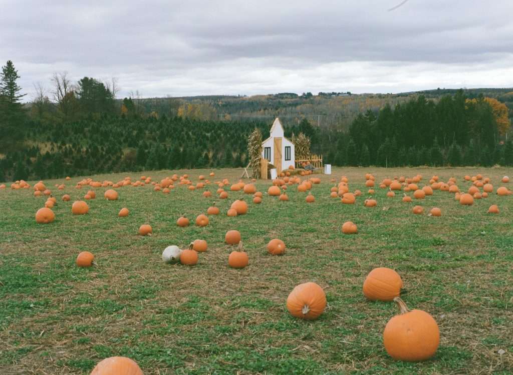 Champ de citrouille