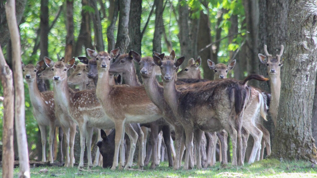 cerfs