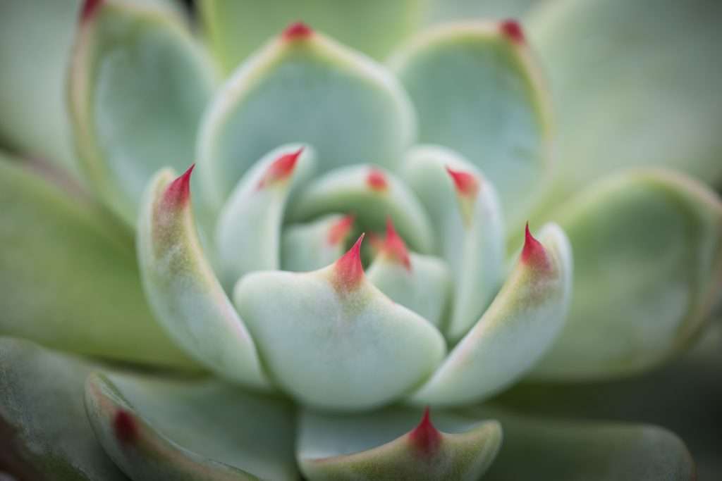 Succulente