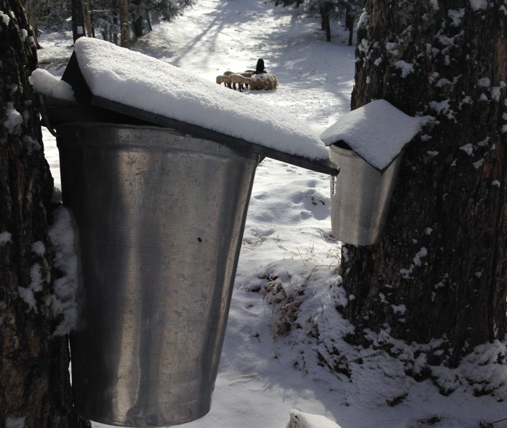 Cabane à sucre