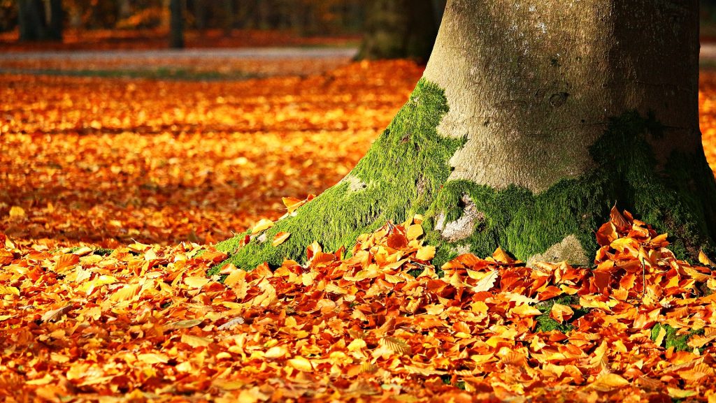 L’automne