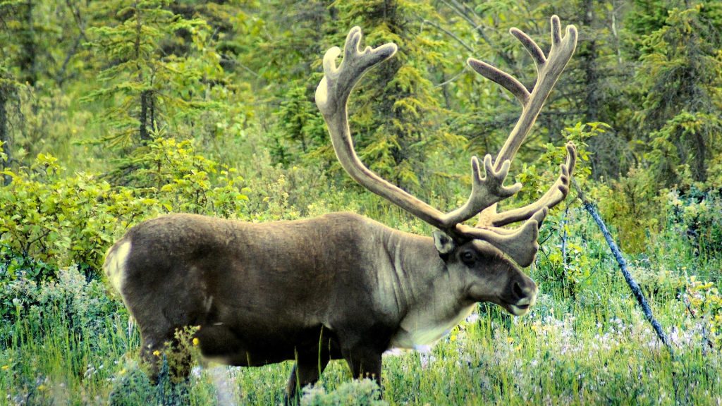 protéger le caribou Caribou dans la forêt