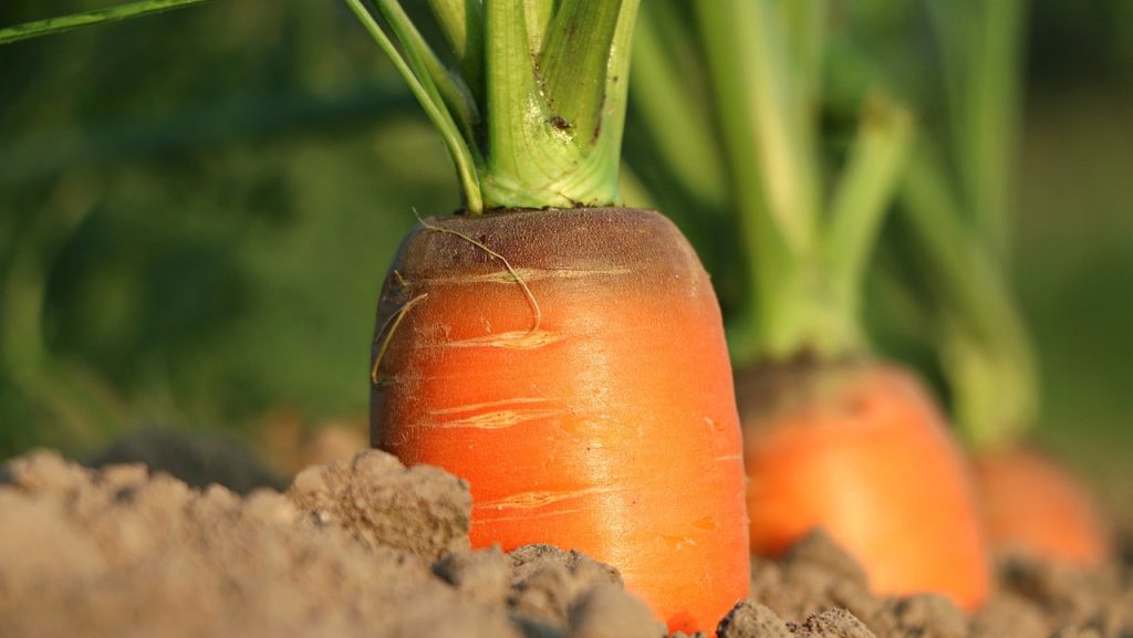Impact de l'excès d'eau en agriculture