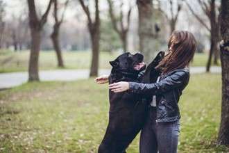 Mon chien saute sur moi