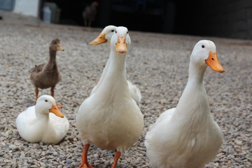 grippe aviaire