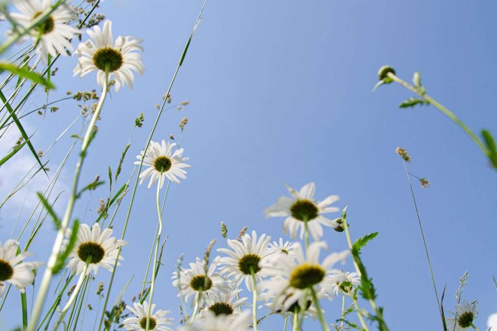 Fleurs estivales!