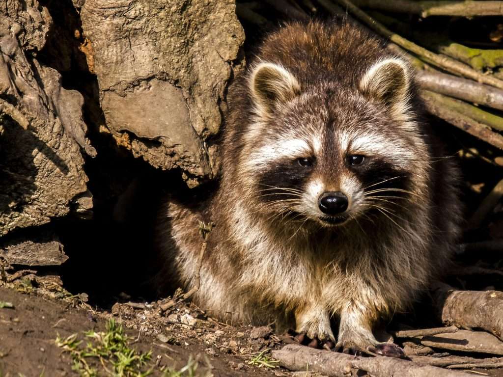 photo d'un raton laveur