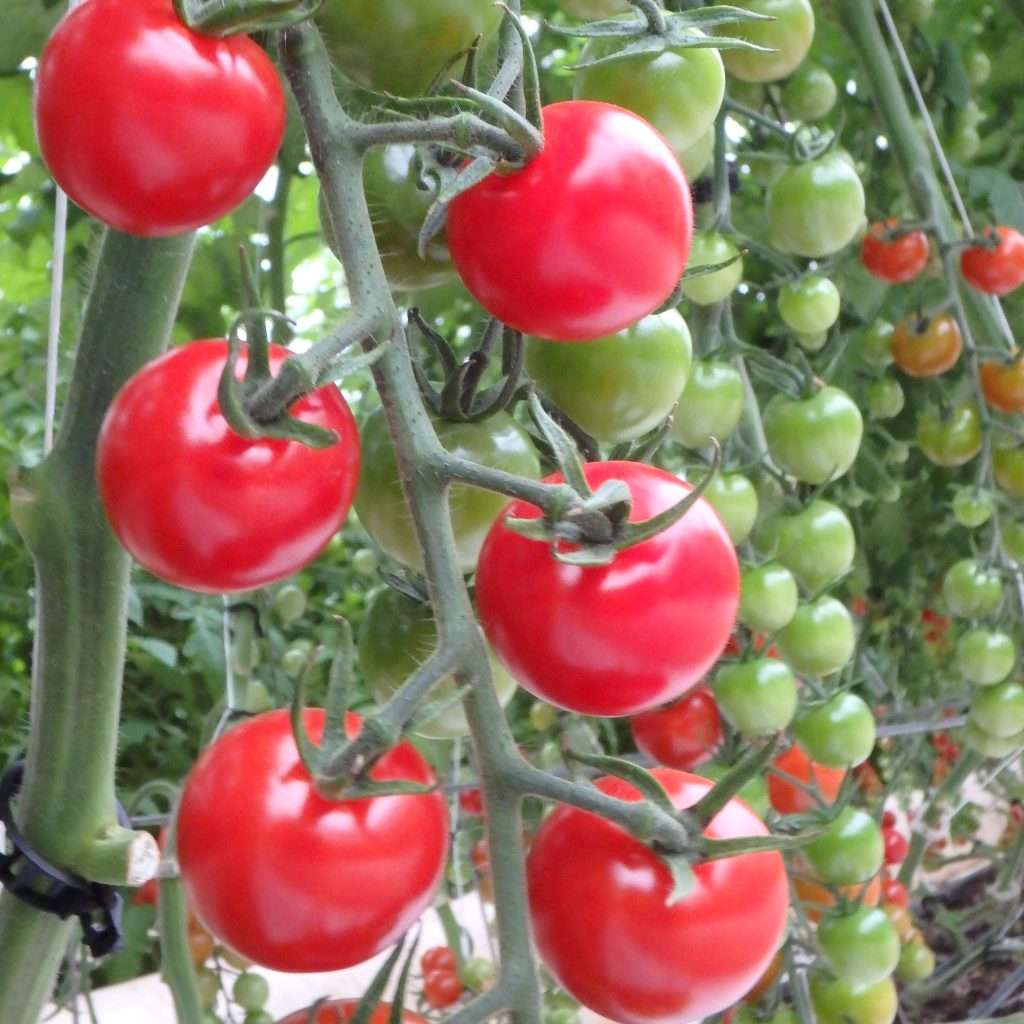 Tomates cerises