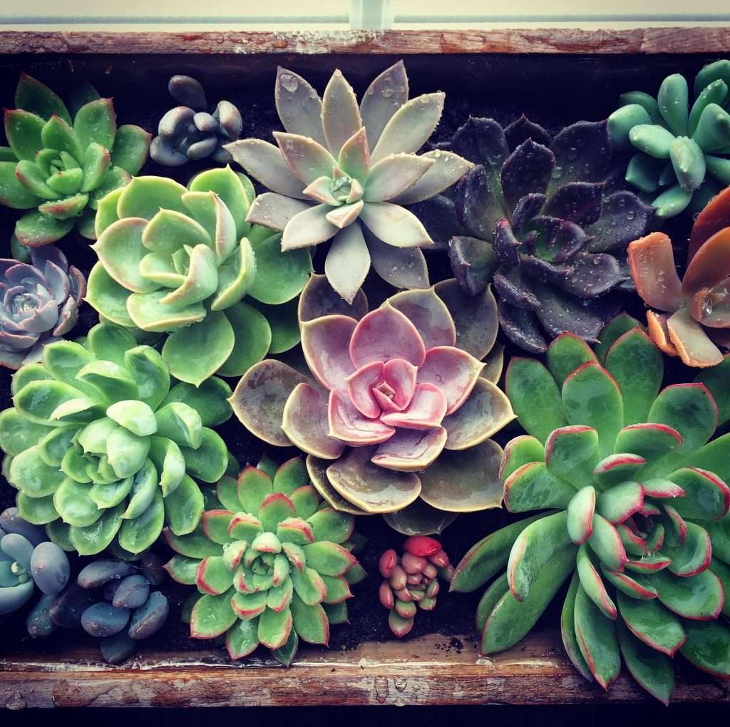 Photo de succulentes