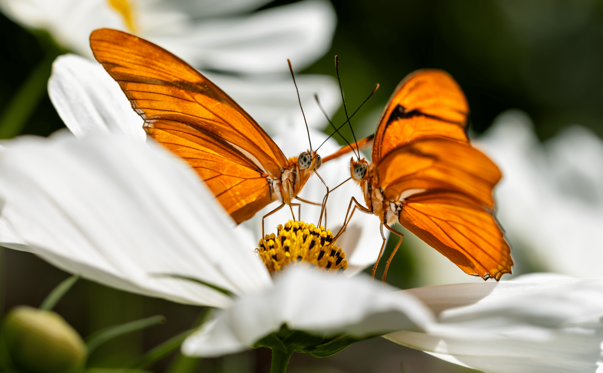 Comment aider les pollinisateurs à l’automne?